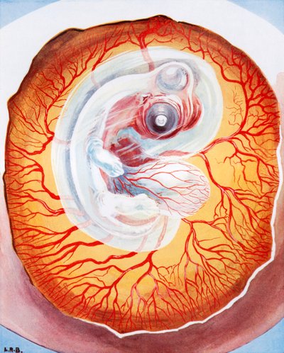 A tojásban fejlődő madár (színes litográfia) alkotó: Leonard Robert Brightwell