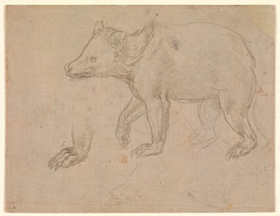 Egy sétáló medve alkotó: Leonardo da Vinci