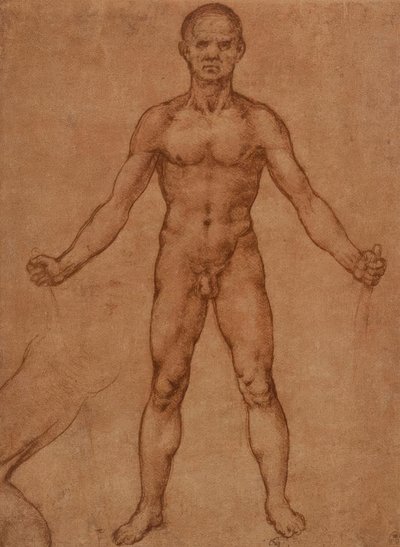 Akt tanulmány álló férfiról, frontális alkotó: Leonardo da Vinci