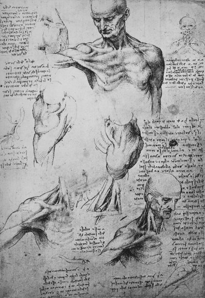 Egy férfi nyakának és vállának anatómiai rajzai, c1480 1945 alkotó: Leonardo da Vinci