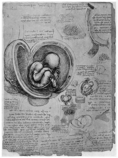 Egy emberi magzat anatómiai vázlata az anyaméhben, c1510 1954 alkotó: Leonardo da Vinci