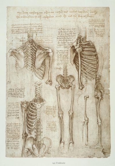 Anatomiestudien alkotó: Leonardo da Vinci
