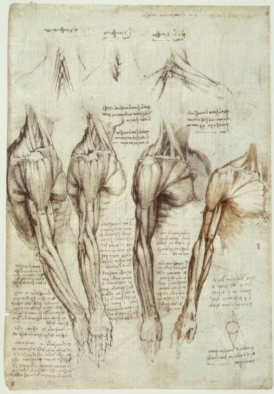 Anatomiestudien alkotó: Leonardo da Vinci