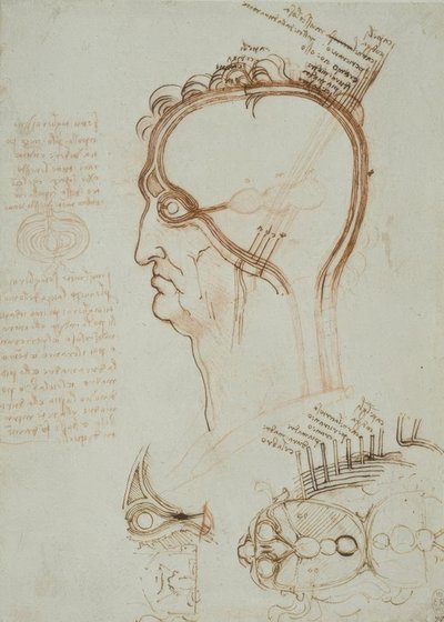 Anatomiestudien alkotó: Leonardo da Vinci