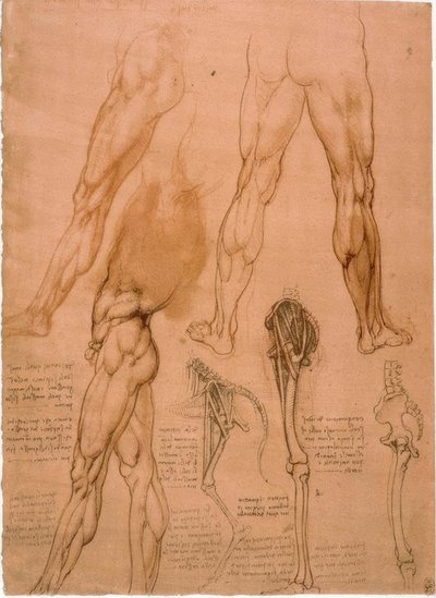 Anatomiestudien: Beinmuskulatur alkotó: Leonardo da Vinci