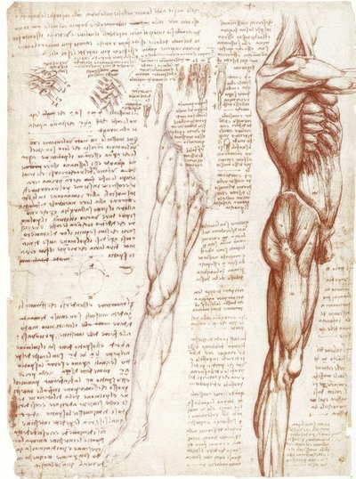 Anatómiai tanulmányok: A törzs és a lábak izmai alkotó: Leonardo da Vinci