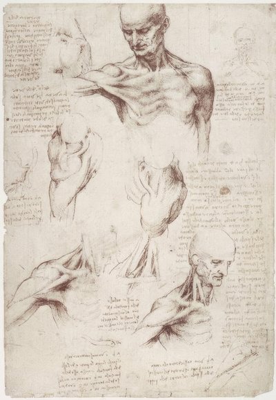 Anatómiai vizsgálatok: a nyak és a váll felszíni izmai alkotó: Leonardo da Vinci