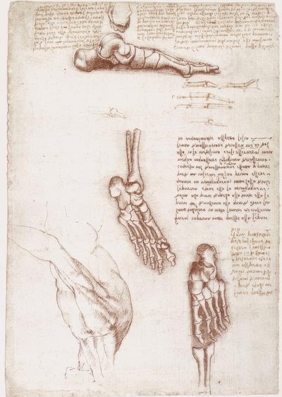 Anatómiai tanulmányok: A váll felszíni anatómiája / A láb csontjai alkotó: Leonardo da Vinci