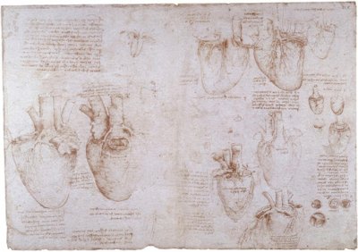 Anatómiai tanulmányok: felszíni vénák... alkotó: Leonardo da Vinci