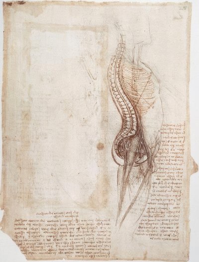 Anatómiai tanulmányok: Gerinc... alkotó: Leonardo da Vinci