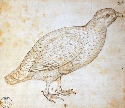 Állattanulmányok: fürj, Leonardo da Vinci (1452-1519), 754 orn rajz alkotó: Leonardo da Vinci