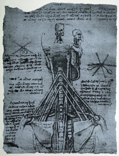 Az emberi nyak és váll csontszerkezete, faxmásolat alkotó: Leonardo da Vinci