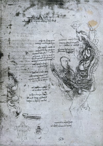 Félbevágott férfi és nő összeállítása, fakszimile alkotó: Leonardo da Vinci