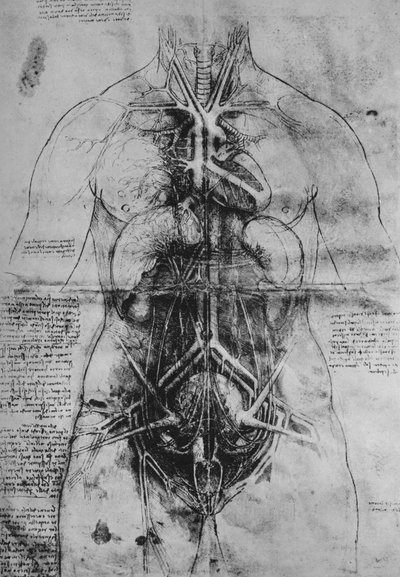Egy nő fő szerveinek boncolása, c1480, 1945 alkotó: Leonardo da Vinci