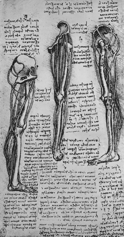 Rajzok egy bal lábról, amelyen csontok és inak láthatók, c1480 1945 alkotó: Leonardo da Vinci