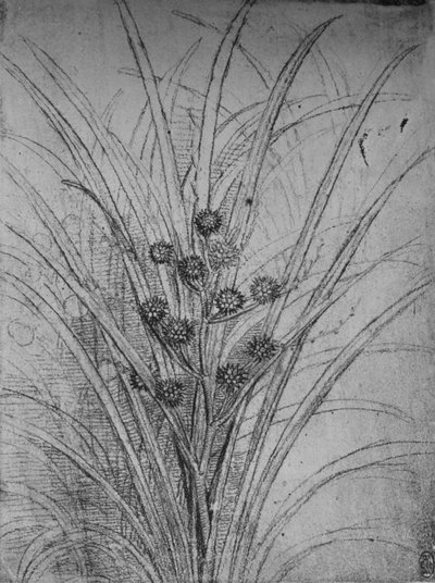 Flowering Rushes, c1480 1945 alkotó: Leonardo da Vinci