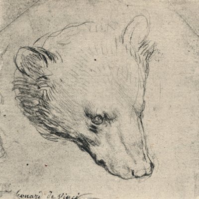 Medve feje, c1480 1945 alkotó: Leonardo da Vinci