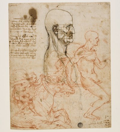 Emberi mellszobor profilban az arányok tanulmányozásával, c. 1490-1499. alkotó: Leonardo da Vinci