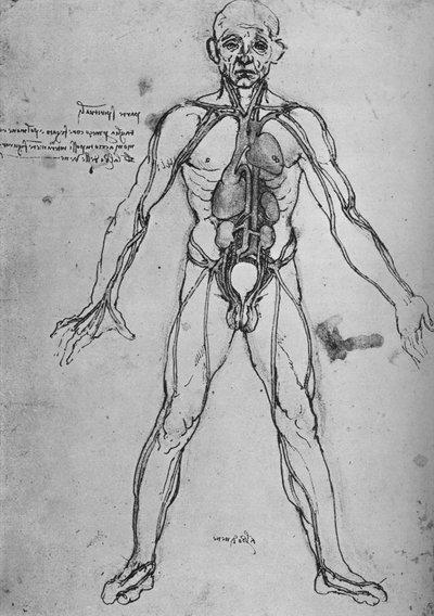 Az embert anatómiai alaknak rajzolták a szív, a tüdő és a fő artériák bemutatására, c1480 1945 alkotó: Leonardo da Vinci