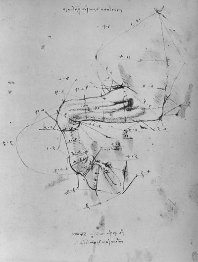 Egy ló mellső lábának mért rajza, c1480 1945 alkotó: Leonardo da Vinci