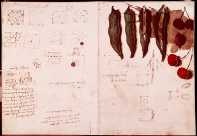 Botanika és geometria jegyzetei és vázlatai. Rajz Leonardo da Vinci (Leonardo da Vinci) (1452-1519) kéziratának kétoldalára alkotó: Leonardo da Vinci