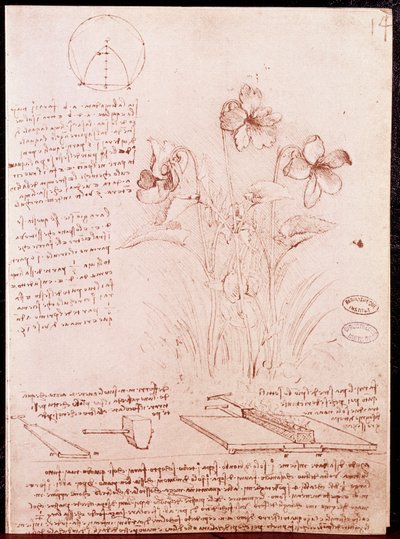 Botanika és geometria jegyzetei, vázlatai: nárcisz. Rajz Leonardo da Vinci (Leonardo da Vinci) (1452-1519) kéziratának kétoldalára alkotó: Leonardo da Vinci