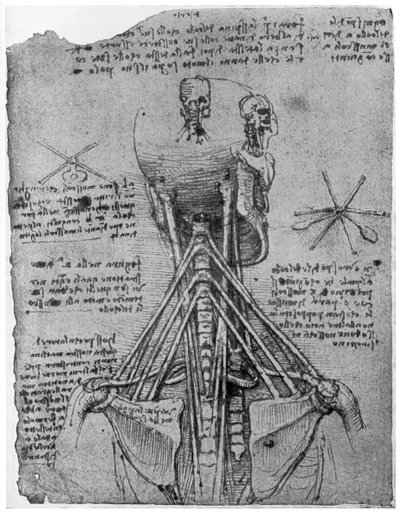 Egy csontváz hátulnézete a nyak inain, 15. század végén vagy 16. század elején, 1954 alkotó: Leonardo da Vinci