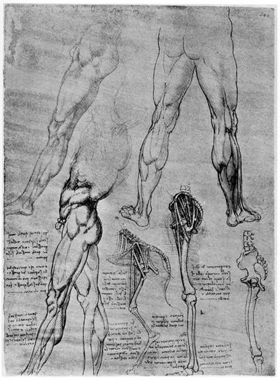 Összehasonlító anatómiai tanulmányok, 1506-1507 1954 alkotó: Leonardo da Vinci