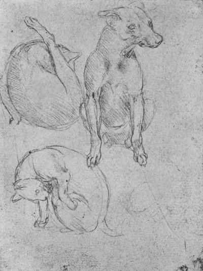 Tanulmányok egy kutyáról és egy macskáról, c1480 1945 alkotó: Leonardo da Vinci