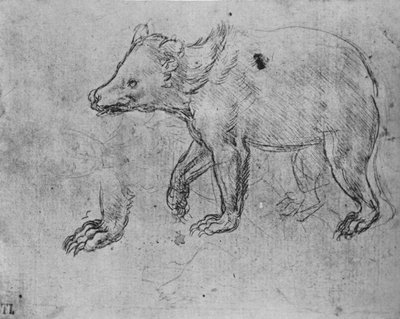 Tanulmány egy medvéről, c1480, 1945 alkotó: Leonardo da Vinci