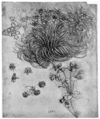 Egy betlehemi csillag növény tanulmányozása, 1505-1507, 1954 alkotó: Leonardo da Vinci