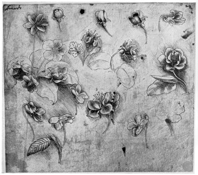 Virágtanulmány, c1481-1483, 1954. alkotó: Leonardo da Vinci