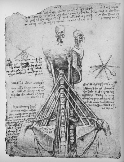 Egy csontváz hátulnézetének tanulmányozása, a nyak inak bemutatásával, c1480 1945 alkotó: Leonardo da Vinci