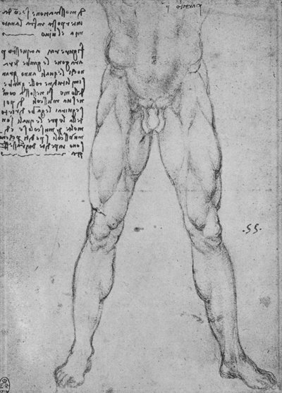 Tanulmány egy meztelen férfi alsó feléről, aki szembe néz, c1480 1945 alkotó: Leonardo da Vinci