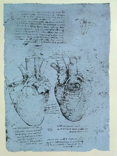 A szív, a windsori könyv fakszimile változata (toll és tinta, papír) alkotó: Leonardo da Vinci