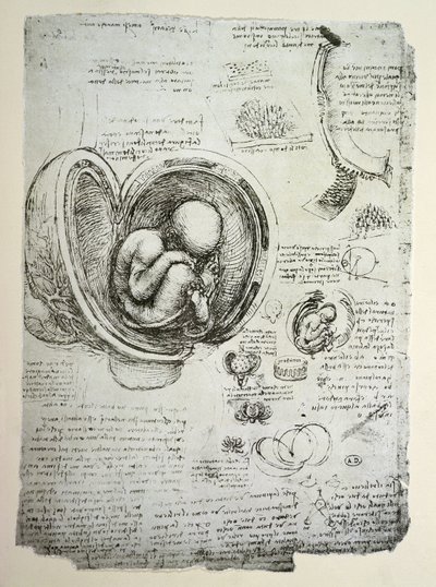 Az emberi magzat az anyaméhben, fakszimile másolat alkotó: Leonardo da Vinci