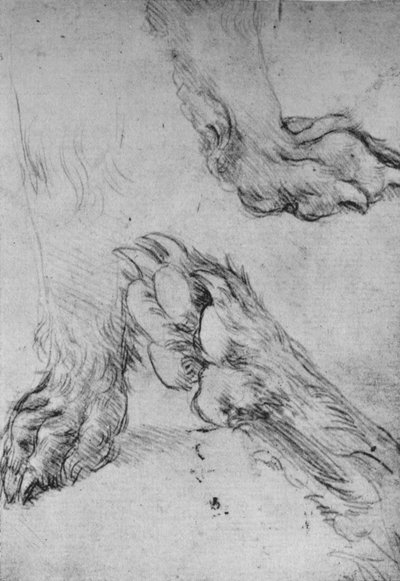 Három tanulmány egy kutya vagy farkas mancsáról, c1480, 1945 alkotó: Leonardo da Vinci