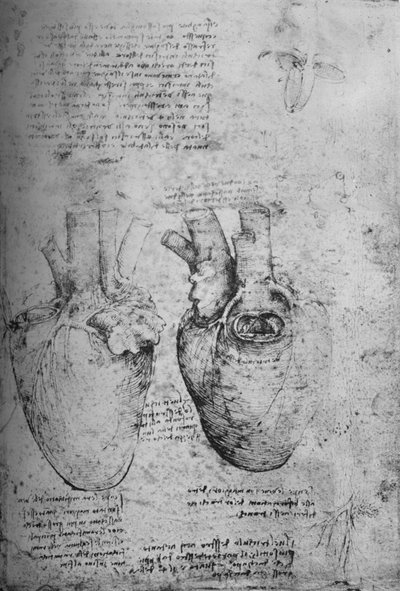Két rajz a szívről, c1480 1945 alkotó: Leonardo da Vinci
