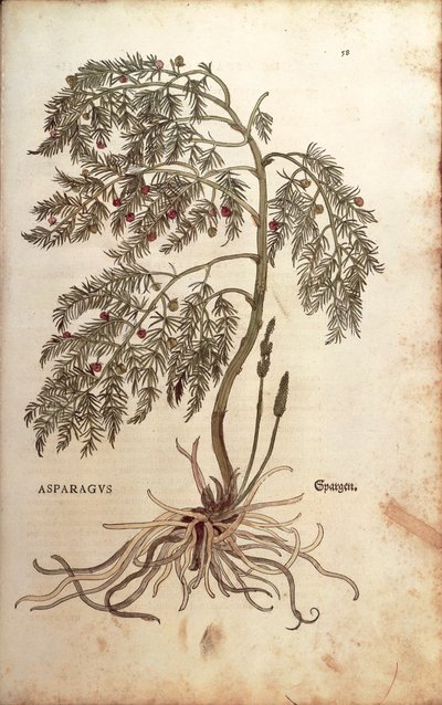 Spárga (Asparagus officinalis) Leonhart Fuchstól a De historia stirpium commentarii insignes (Nevezetes megjegyzések a növények történetéhez) színes metszet alkotó: Leonhard Fuchs