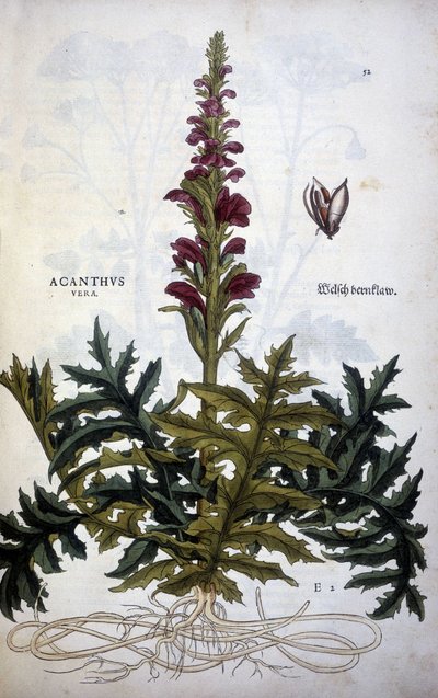 Botanikai lemez: Acanthus vagy Acanthus - Leonhart Fuchs "A Stirpium-kommentárok története" című könyvében alkotó: Leonhard Fuchs