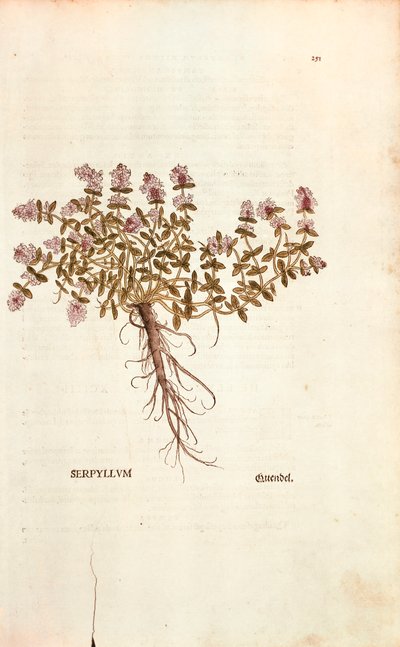 Breckland vagy vadkakukkfű (Thymus serpyllum) Leonhart Fuchstól a De historia stirpium commentarii insignes (Nevezetes megjegyzések a növények történetéhez) színes metszet alkotó: Leonhard Fuchs