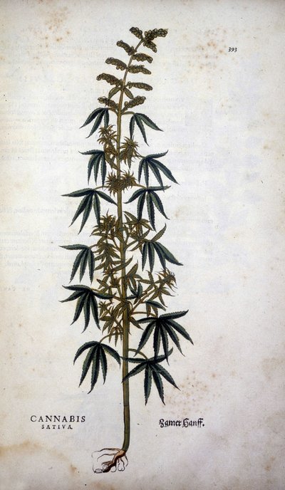 Cannabis Sativa (kendertermesztés) - Leonhart Fuchs "A rasszizmus története" című filmjében alkotó: Leonhard Fuchs