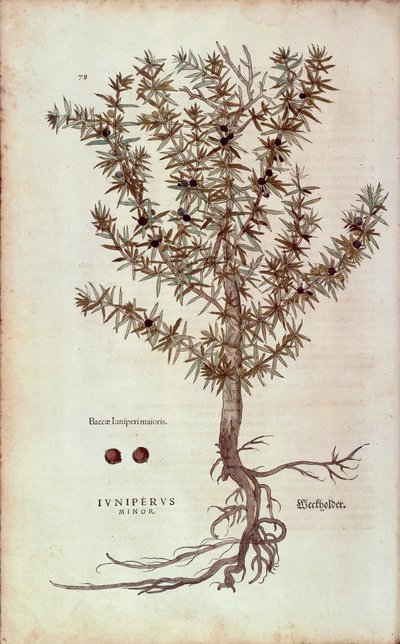 Közönséges boróka - Juniperus communis (Juniperus minor) Leonhart Fuchstól a De historia stirpium commentarii insignes (Nevezetes megjegyzések a növények történetéhez) színes metszet alkotó: Leonhard Fuchs