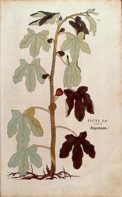 Közönséges füge - Ficus carica (Ficus sativa) Leonhart Fuchs által a De historia stirpium commentarii insignes (Figyelemre méltó kommentárok a növények történetéhez) című színes metszetből. alkotó: Leonhard Fuchs