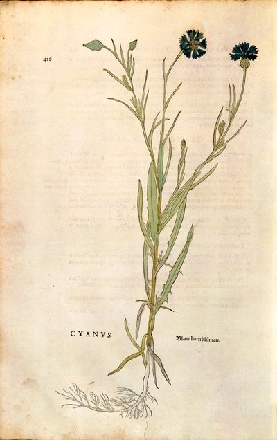 Búzavirág (Centaurea cyanus), Leonhart Fuchs a De historia stirpium commentarii insignes-ból (Nevezetes megjegyzések a növények történetéhez), színes metszet alkotó: Leonhard Fuchs