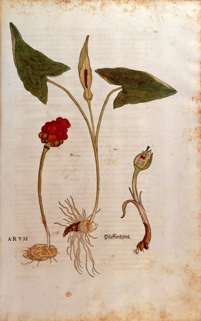 Kakukk Pint avagy olasz urak és hölgyek - Arum italicum (Arum) Leonhart Fuchstól a De historia stirpium commentarii insignes-ból (Nevezetes megjegyzések a növények történetéhez), színes metszet alkotó: Leonhard Fuchs