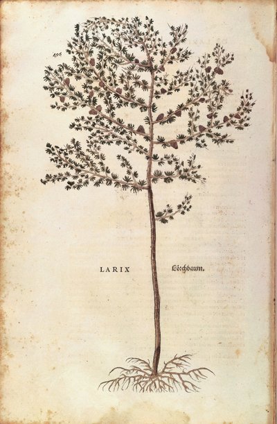 Európai vörösfenyő (Larix decidua), Leonhart Fuchs, a De historia stirpium commentarii insignes (Nevezetes megjegyzések a növények történetéhez) színes metszet alkotó: Leonhard Fuchs