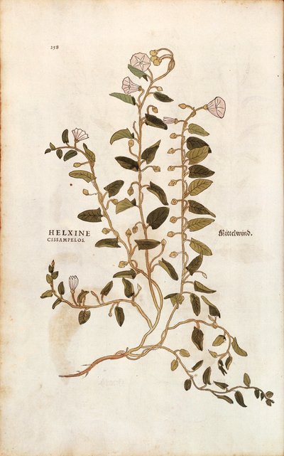 Szántófű - Convolvulus arvensis (Helxine cissampelos) Leonhart Fuchstól a De historia stirpium commentarii insignes (Nevezetes megjegyzések a növények történetéhez) színes metszet alkotó: Leonhard Fuchs