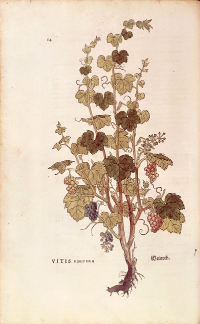 Szőlőtő (Vitis vinifera) Leonhart Fuchstól a De historia stirpium commentarii insignes-ból (Nevezetes megjegyzések a növények történetéhez), színes metszet alkotó: Leonhard Fuchs