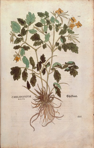 Nagy celandin (Chelidonium majus) Leonhart Fuchstól a De historia stirpium commentarii insignes (Nevezetes megjegyzések a növények történetéhez) színes metszet alkotó: Leonhard Fuchs